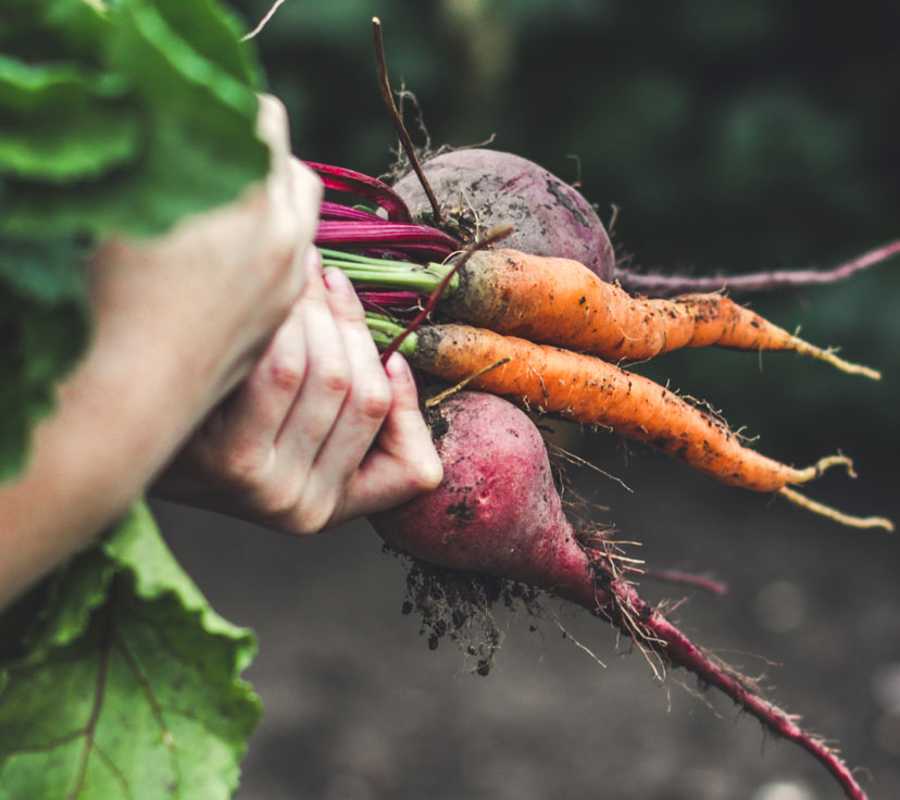 Chapter One fresh organic carrots